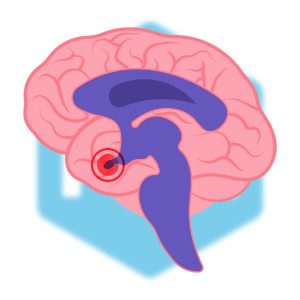 คอร์ติซอล (Cortisol)