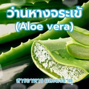 ว่านหางจระเข้ หรือ Aloe vera