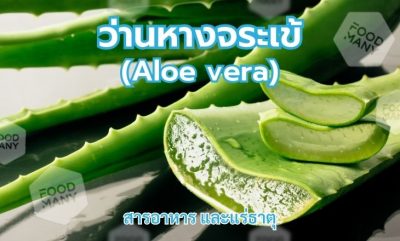 ว่านหางจระเข้ หรือ Aloe vera