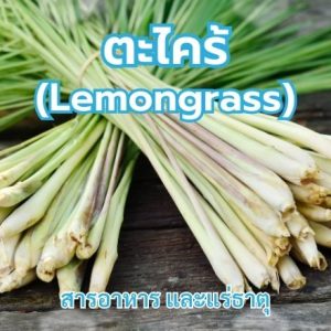 ตะไคร้ (Lemongrass)