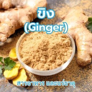 ขิง (Ginger)