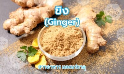 ขิง (Ginger)