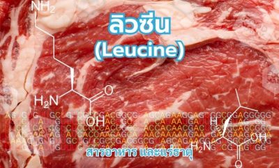 ลิวซีน (Leucine)