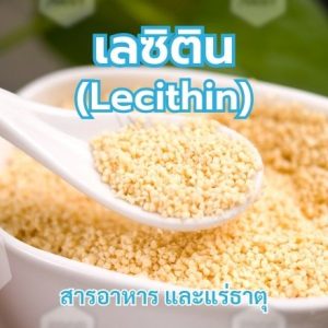 เลซิติน (Lecithin)