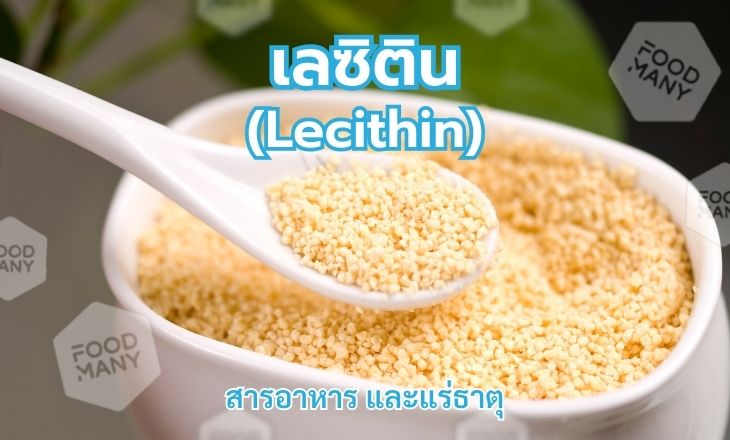 เลซิติน (Lecithin)